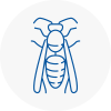 Southfields Wasp Nest Removal